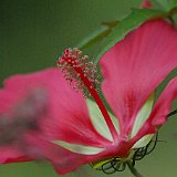 hibiscus coccineum.JPG